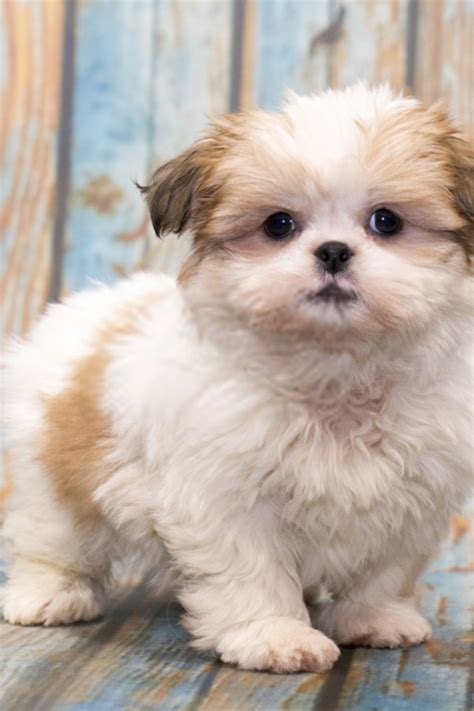 Cute Shih Tzu Puppies Pictures And Photos Shih Tzu Dogs