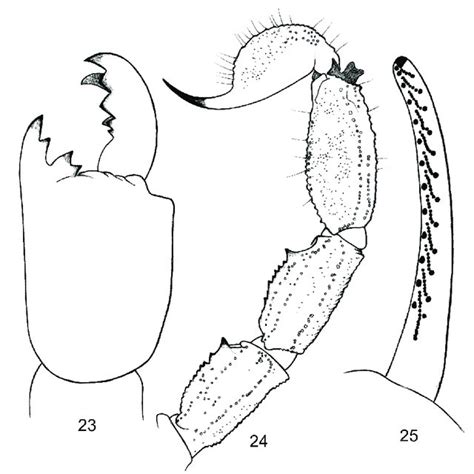 Fragment of the posterior carapace region of Praearcturus gigas ...