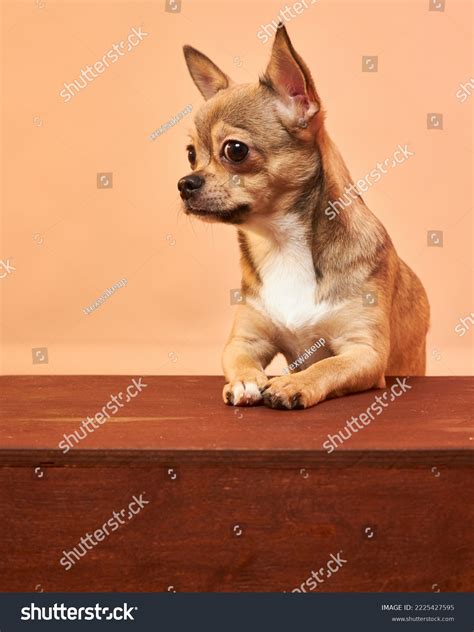 Weird Dog Face Memes