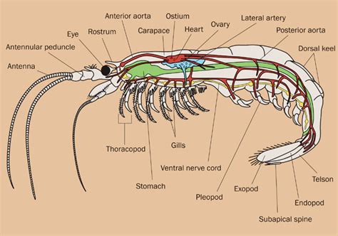 ADW: Malacostraca: SPECIMENS