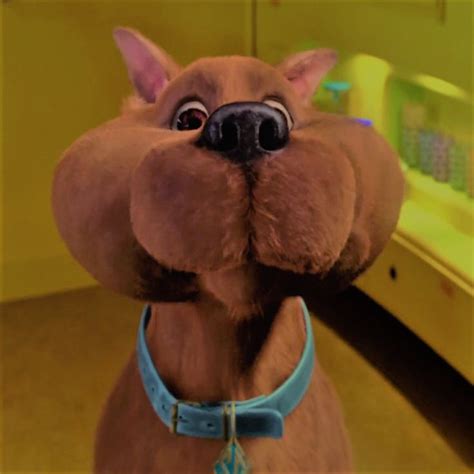 Adorable Scooby Doo Dog