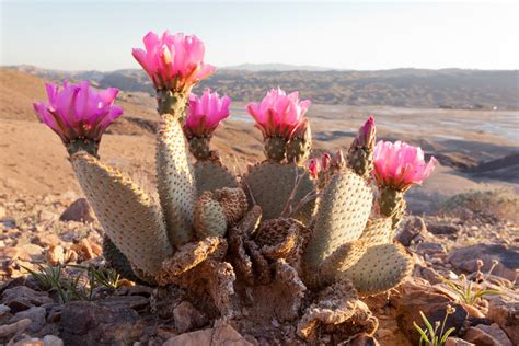 Guide To Desert Plants: Types, Adaptations, And Landscaping Tips