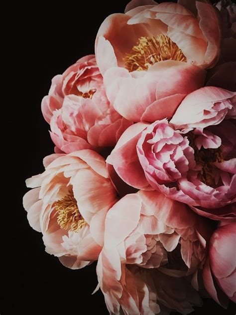Пионы коричневые - 65 фото | Peonies artwork, Peony art, Flower painting