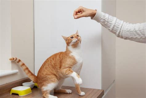 How to Treat Dog and Cat Bites | Schulke Asia