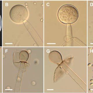 (PDF) Isolation and Characterization of Four Unrecorded Mucor Species ...