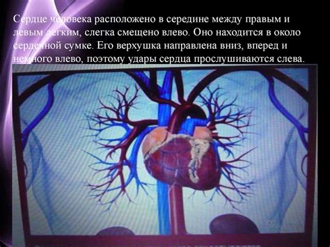 Строение сердца. Сердечный цикл - презентация онлайн
