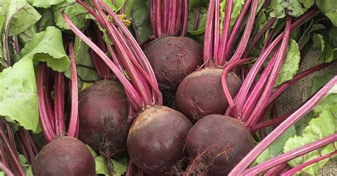 Buah Bit