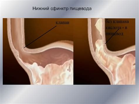 Пищеварительная система презентация, доклад