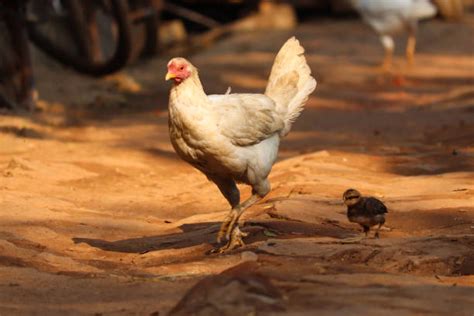 brahma chicks stock  pictures royalty  images istock