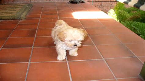 Toy Poodle Shih Tzu Maltese Mix | Wow Blog