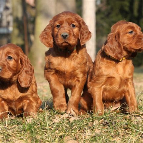 7 Interesting Facts About Irish Setters | Greenfield Puppies