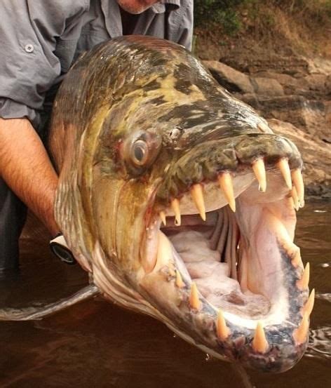 Goliath Tiger Fish (Hydrocynus goliath) live in the Congo River, the ...
