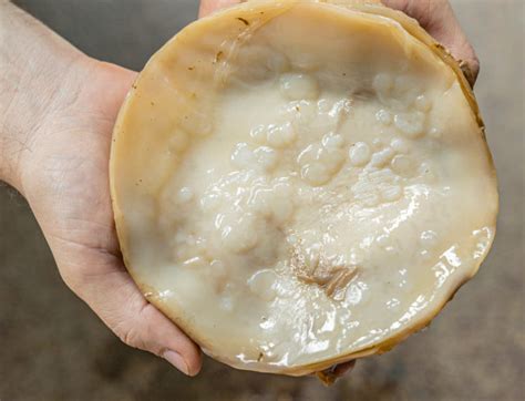 Comment faire du kombucha maison | Révolution Fermentation