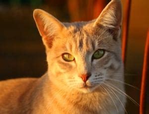 autumn evening light fall foliage cat domestic cat autumn