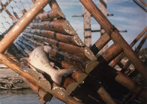 Why the King Salmon are Disappearing, and the Conflicting Push for