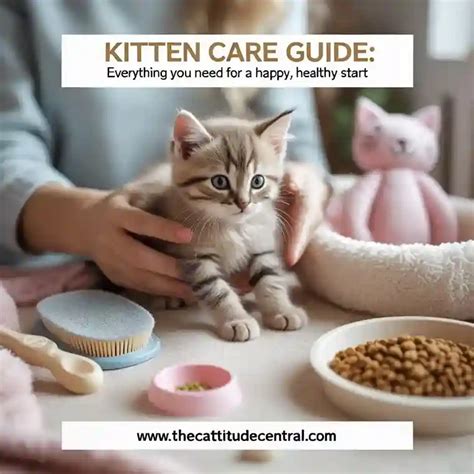 Essential Kitten Care Guide! | The Cattitude Central