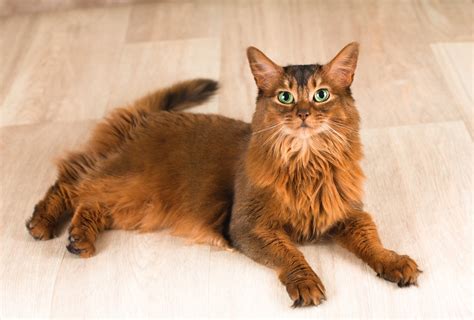 Somali Cat Breed Information, Images, Characteristics, Health