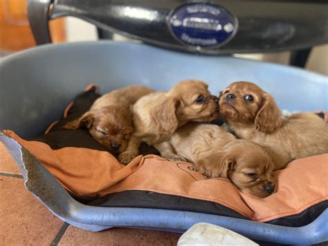 Cavalier King Charles Puppies in Sligo - Dogs For Sale Ireland