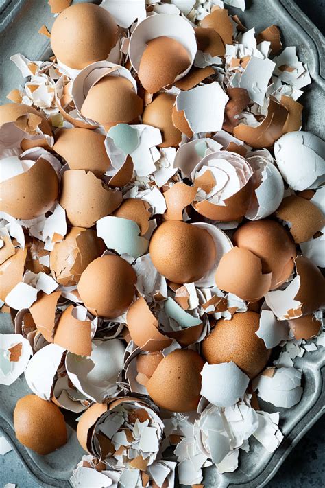 Download Image A Picture of an Eggshell Wallpaper | Wallpapers.com
