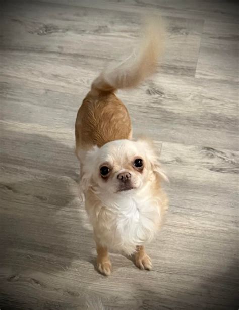 Allure Chihuahuas