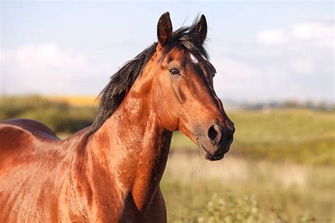 Mare Meaning Pictures Stock Photos, Pictures & Royalty-Free Images - iStock