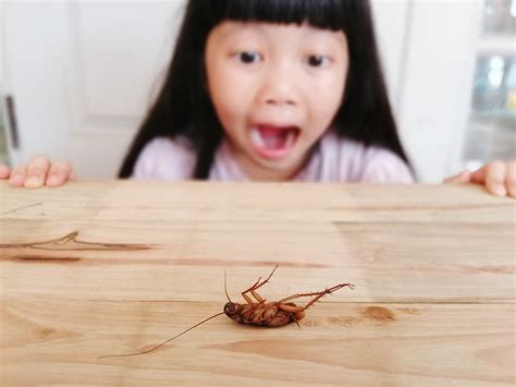 how to get rid of roaches in an apartment permanently 7
