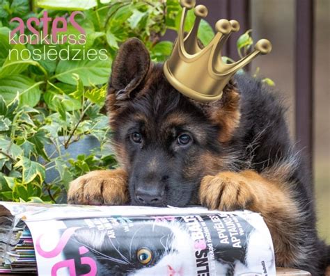 Mūsu kluba vācu aitu suns uzvar žurnāla “Astes” fotogrāfiju konkursā ...