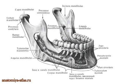 12. Верхняя и нижняя челюсти (функции, элементы развития,