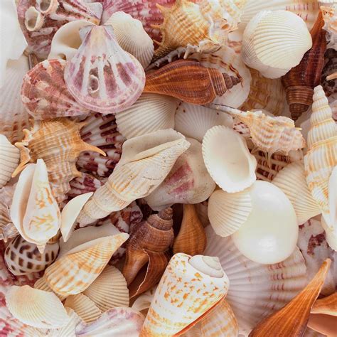 Sea Shells Mixed Beach Seashells - Various Sizes up to 2" Shells -Bag ...