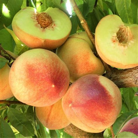 Polly White Peach | Buy at Nature Hills Nursery Nectarine Fruit, Peach ...