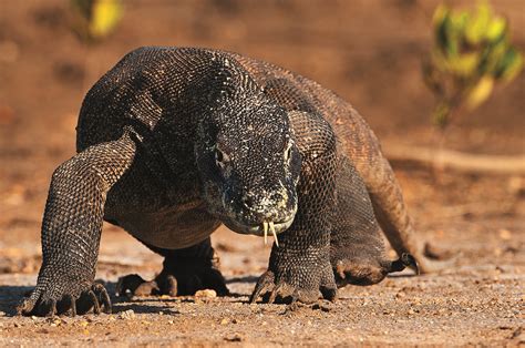The Underwater Topography And Marine Life In The Komodo National Park