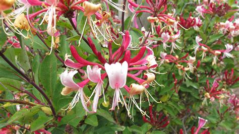 How to grow honeysuckle: when, where and varieties to plant | Homes and