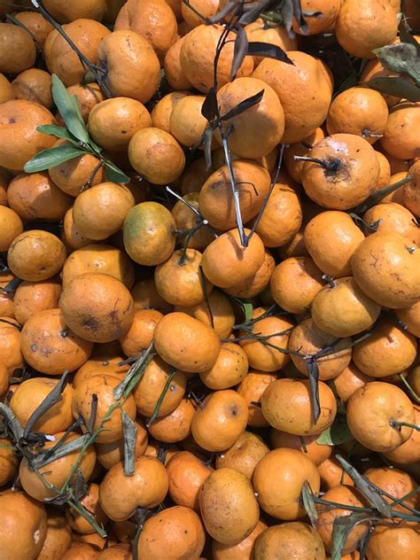 Food Orange Fruity - Free photo on Pixabay - Pixabay