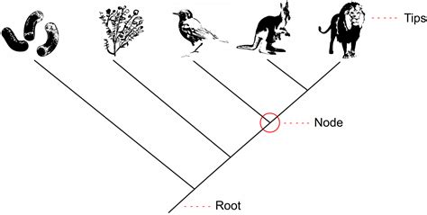 2.16 Species & Phylogenetic Trees – The Evolution and Biology of Sex