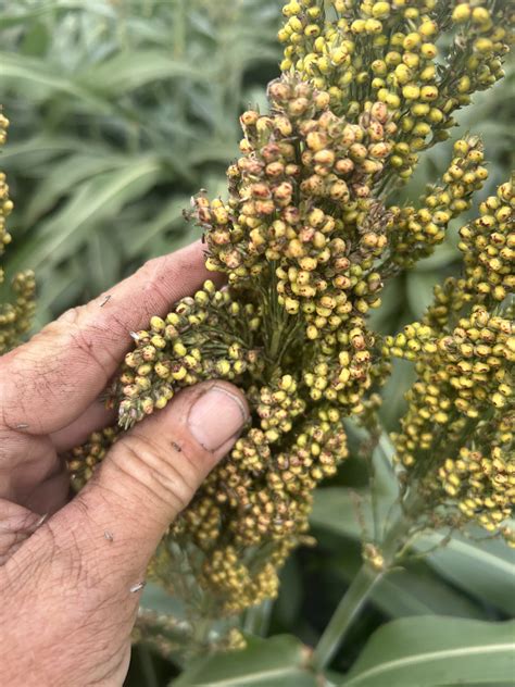 False Chinch Bugs in Grain Sorghum - Mid-Coast IPM