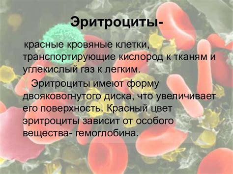 Строение и функции эритроцитов