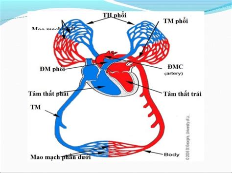 Hệ tuần hoàn