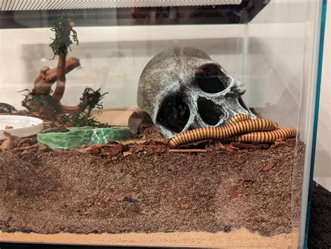 Cuddle Bugs : r/millipedes