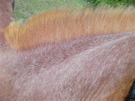strawberry roan coathide horses   roan pattern