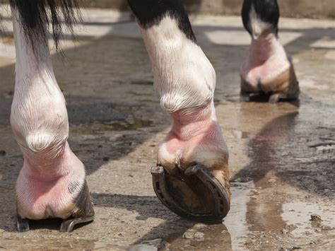 Greasy Heel/Mud Fever - 10 Steps to Effective Treatment. — Equestology