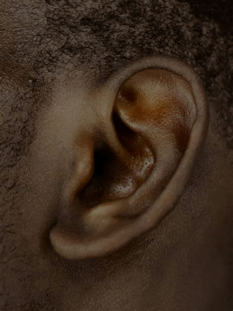 ear pictures   images stock   unsplash