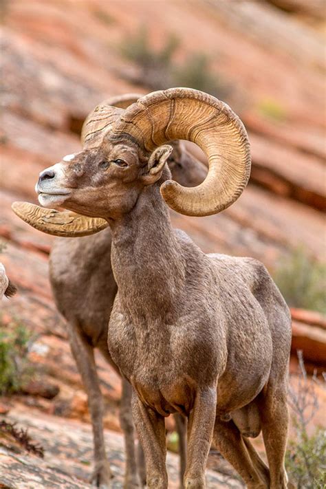 Habitat Of Desert Bighorn Sheep at Julio Patrick blog