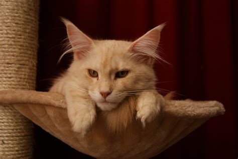 Maine Coon Lifespan: How Long Do The Cats Live? - petflair.co