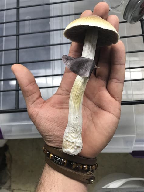 Cloning this sexy thang : r/PsilocybinMushrooms