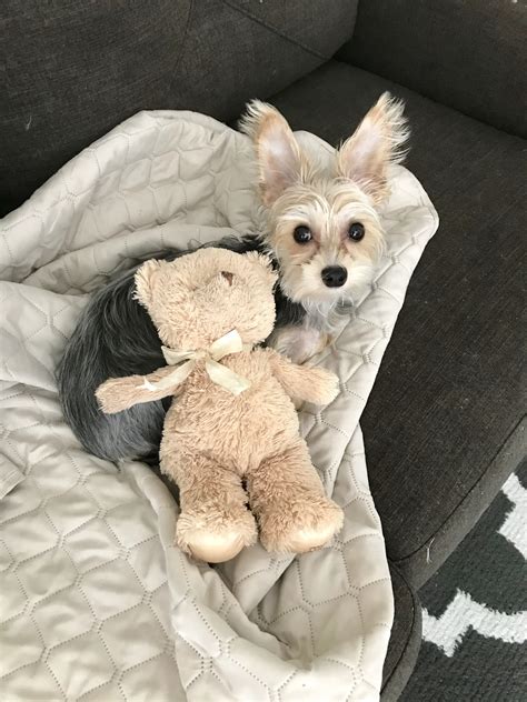 Yorkie Profile - Pixie the Hint of Coton-de-Tulear Yorkie - Yorkie Advice