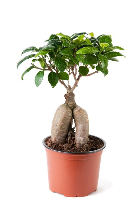 ginseng ficus bonsai tree 10