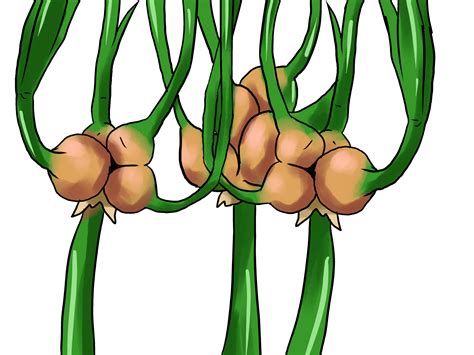 How to Grow Winter Onions: 14 Steps (with Pictures) - wikiHow