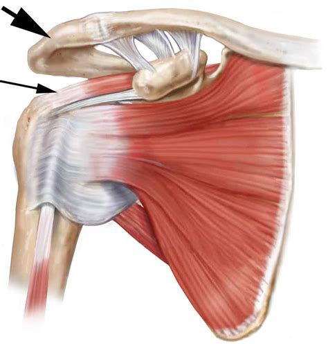 rotator cuff anatomy
