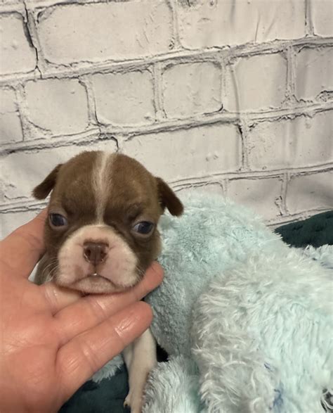 Tiny - Boston Terrier Puppy for Sale in Gladewater, TX | Lancaster Puppies