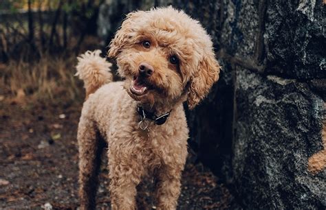 Raça De Cachorro Com A Letra E - Nomes de Cachorro com a letra E | Pet Estimação